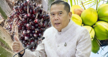 มะพร้าวปาล์ม3
