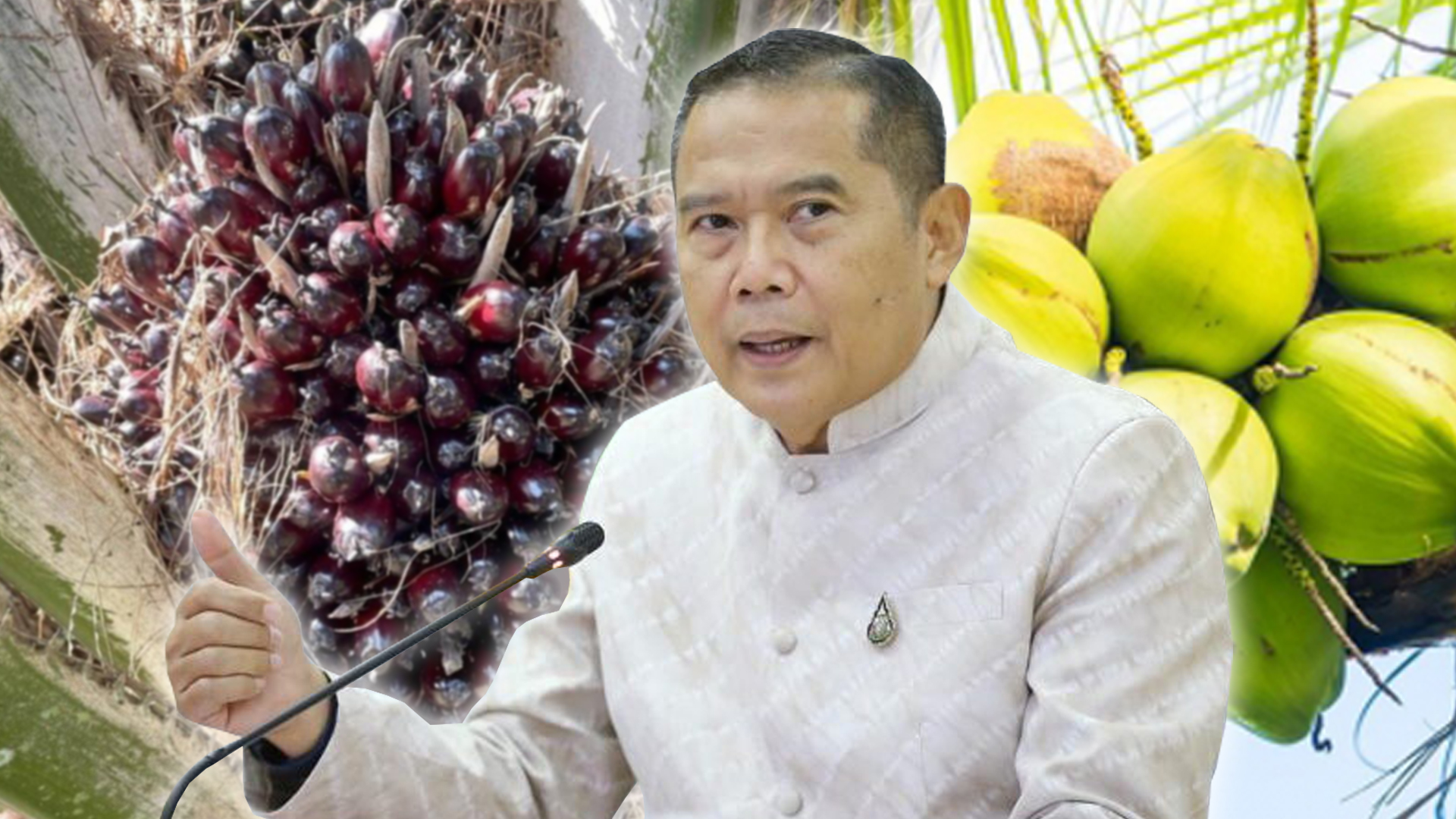 มะพร้าวปาล์ม3