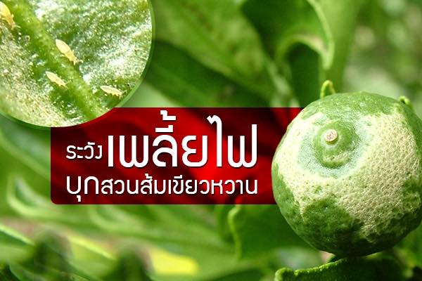 ระวัง เพลี้ยไฟบุกสวนส้มเขียวหวาน - เรื่องเล่าข่าวเกษตร ระวัง เพลี้ยไฟบุกสวนส้มเขียวหวาน - เรื่องเล่าข่าวเกษตร