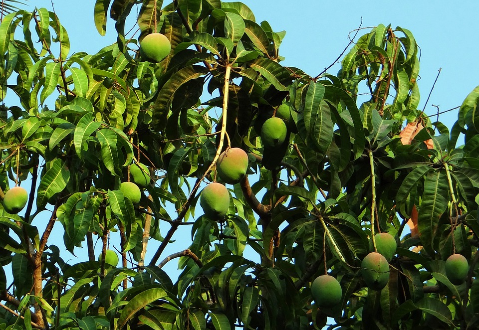 mango tree 321075 960 720