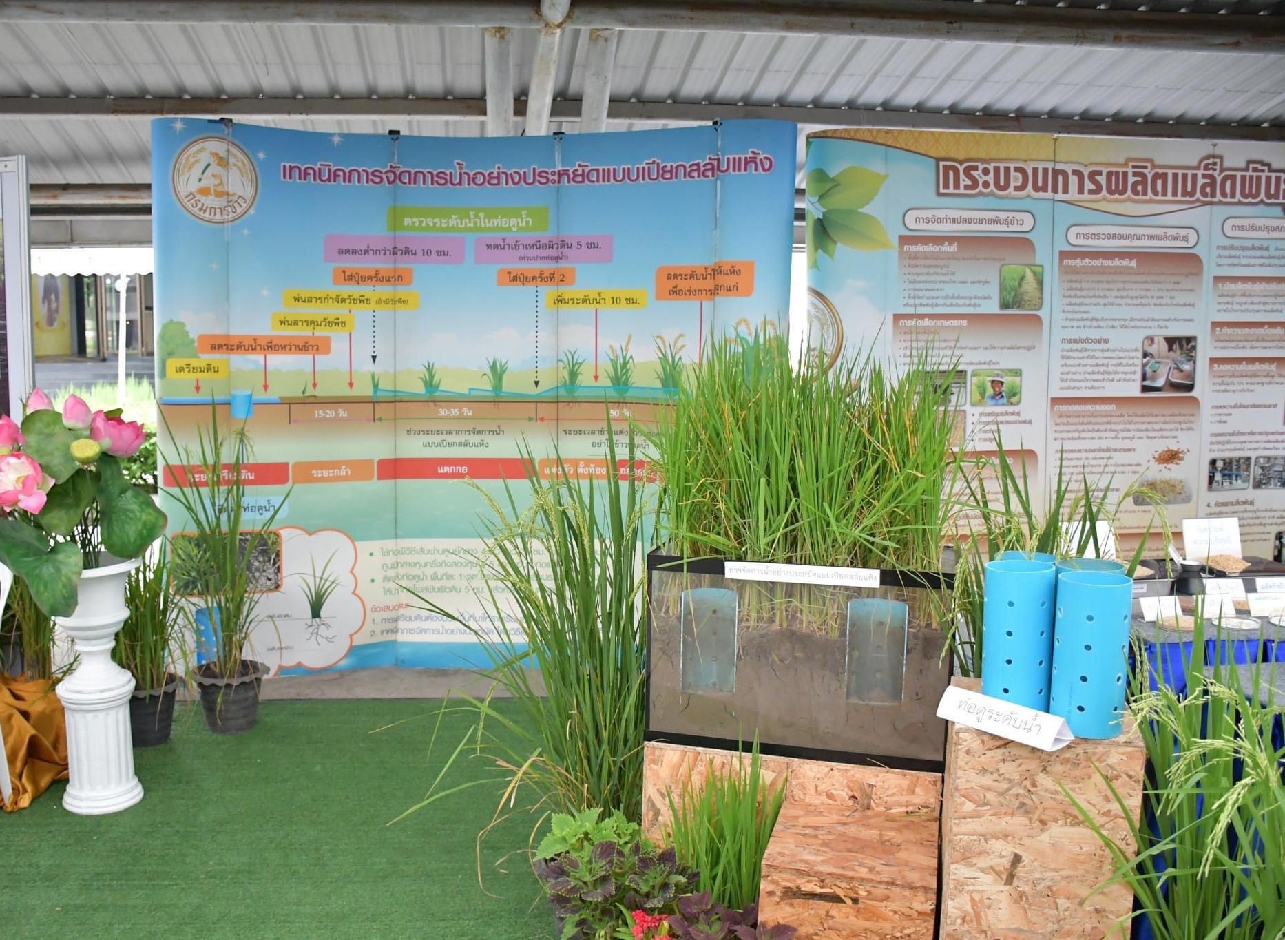 กรมข้าว 3
