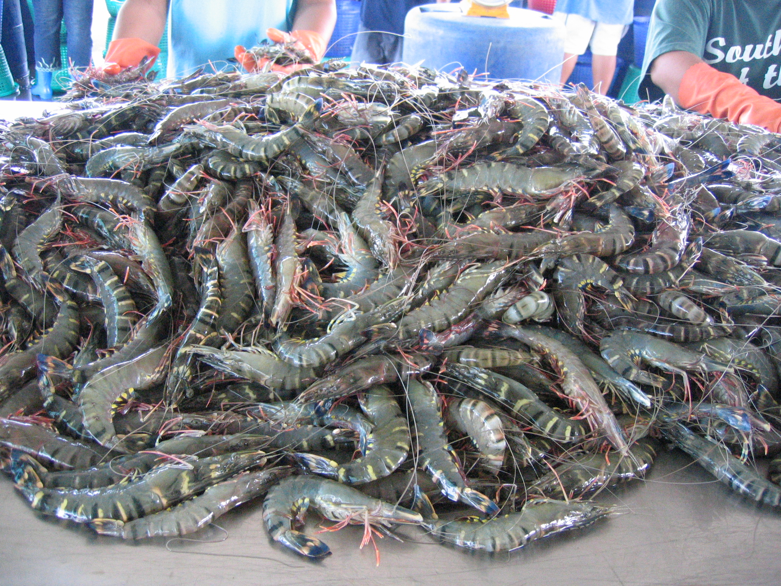 กุ้ง 6