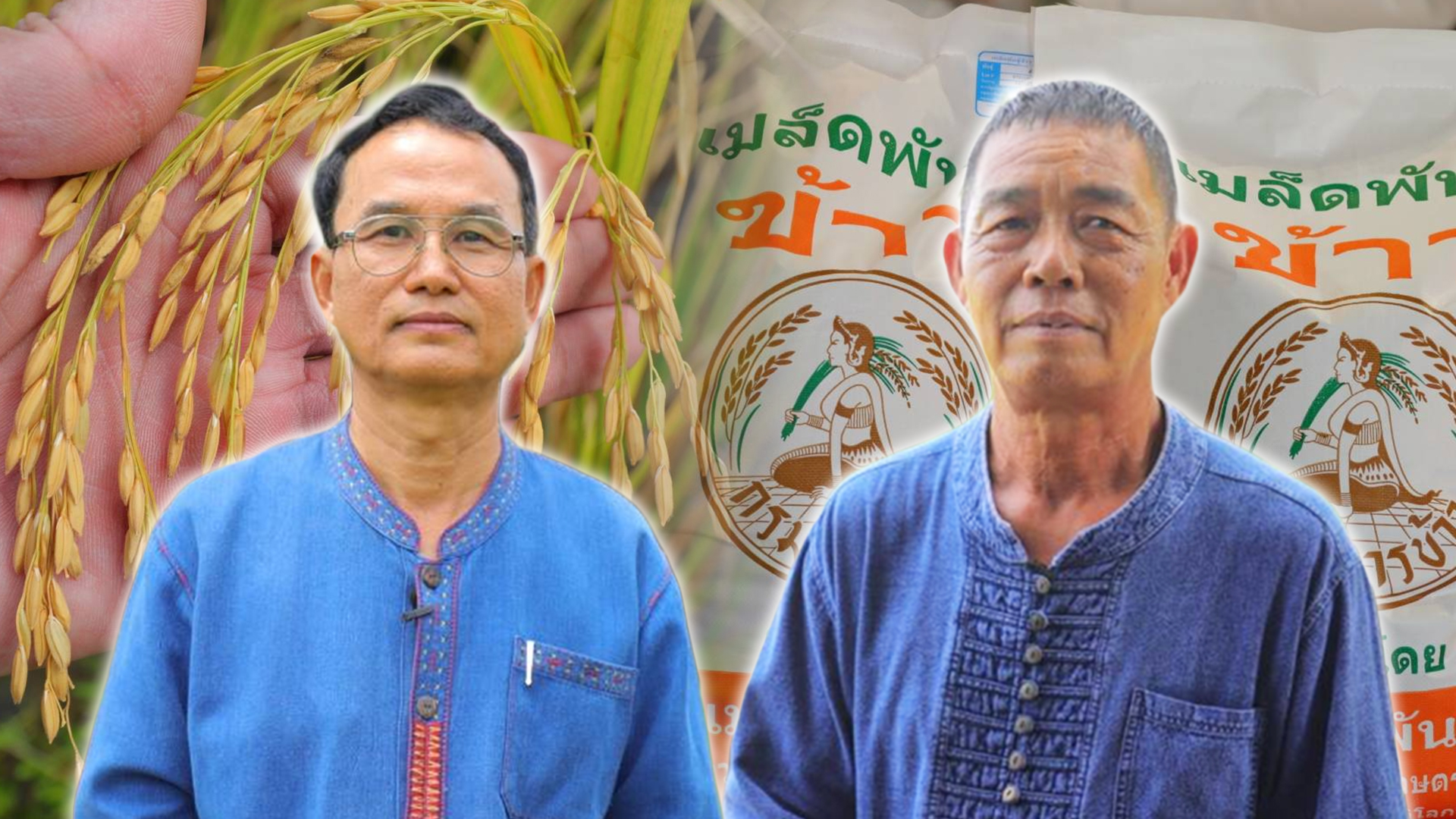 ข้าว 11