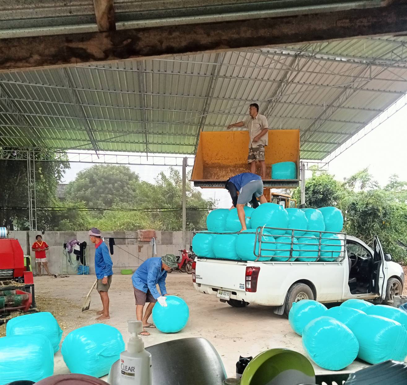 ข้าวโพด