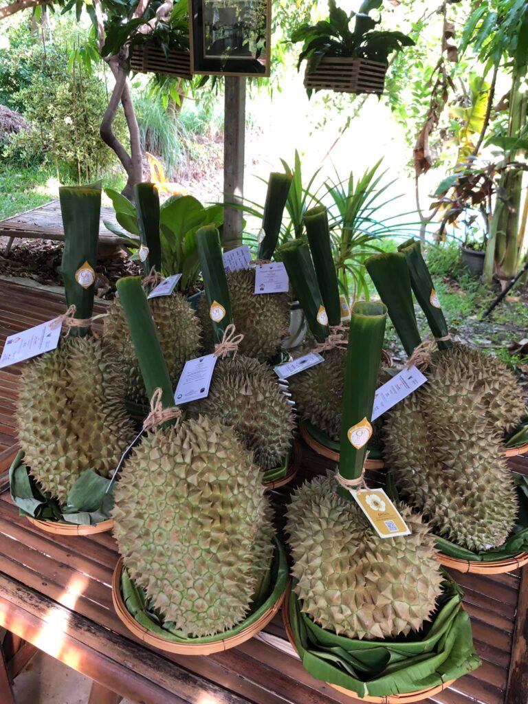 ทุเรียน 1 1