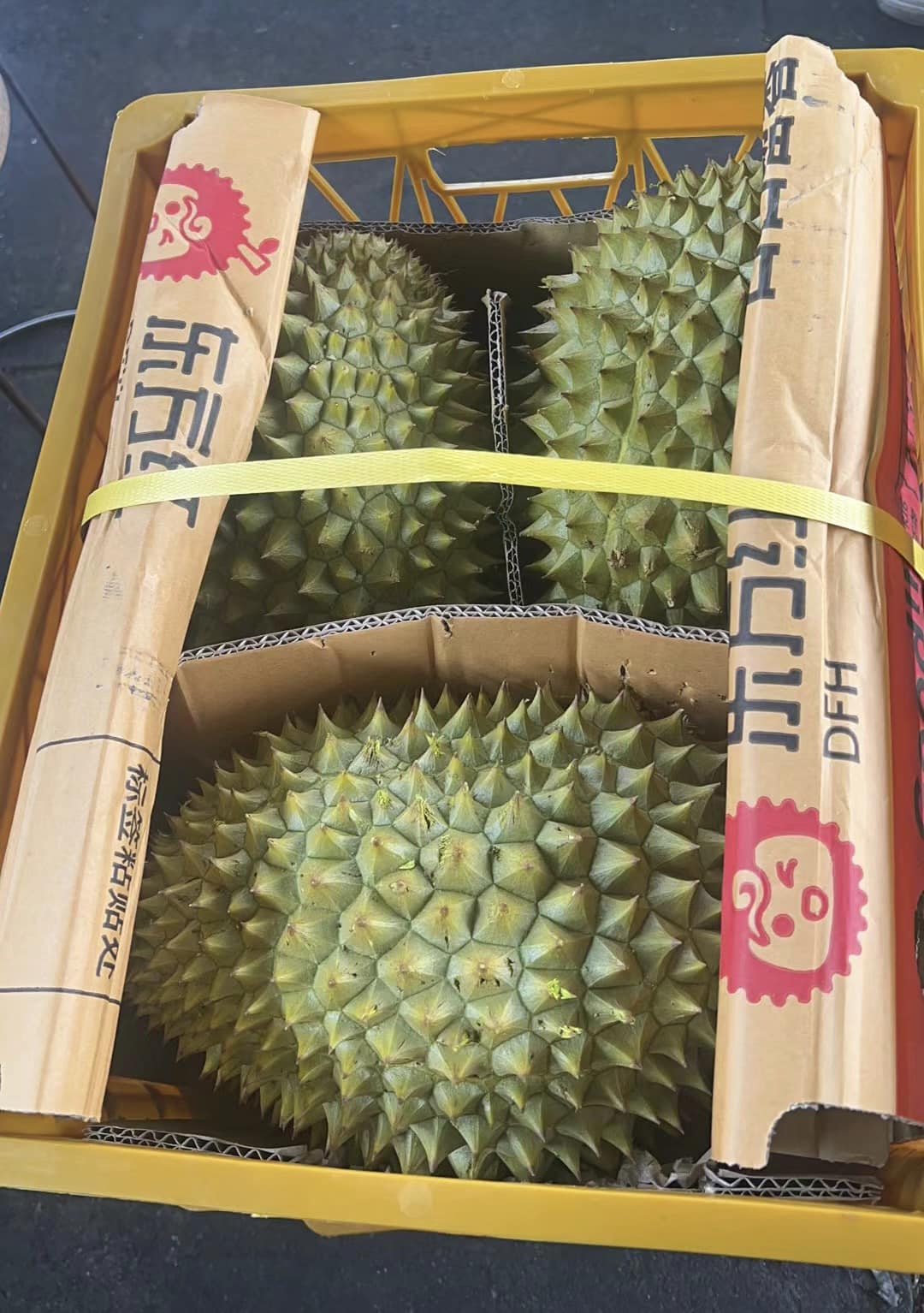 ทุเรียน 16