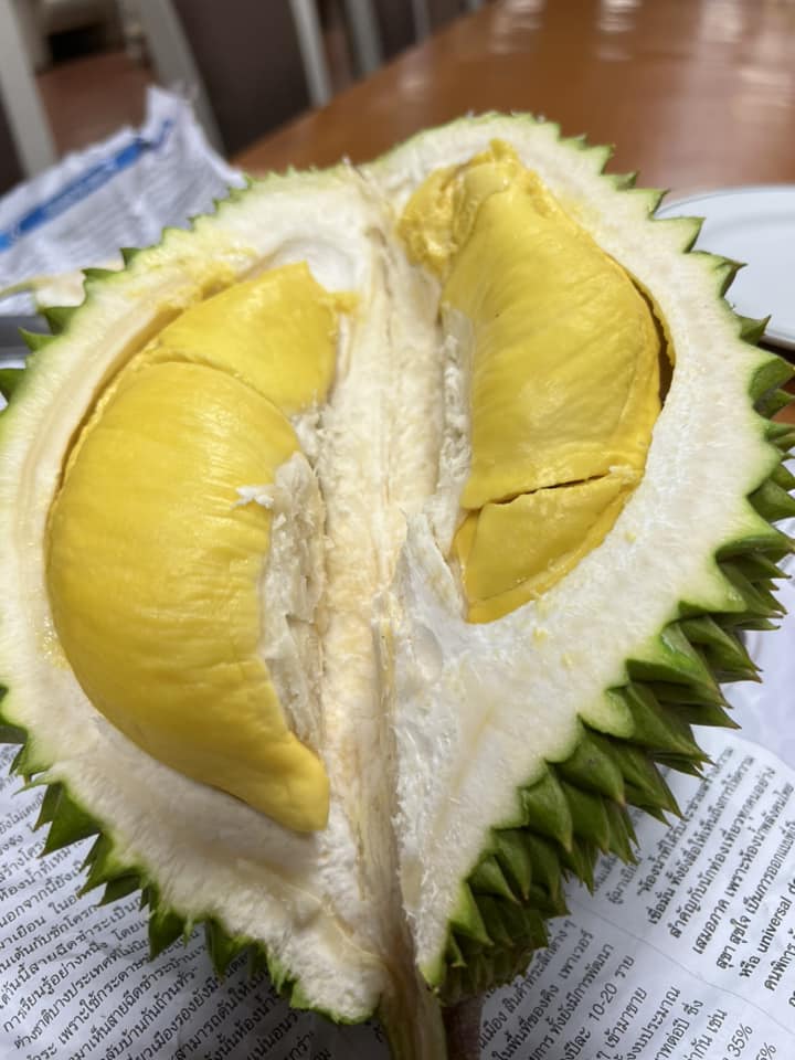 ทุเรียน 19