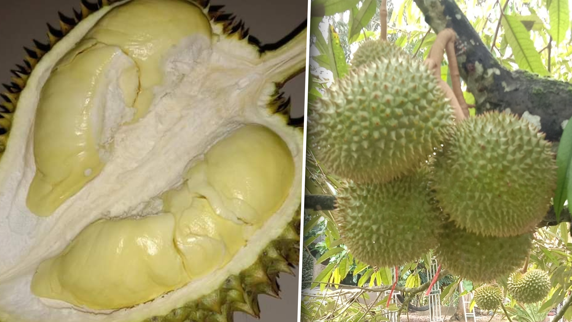 ทุเรียน 3 1