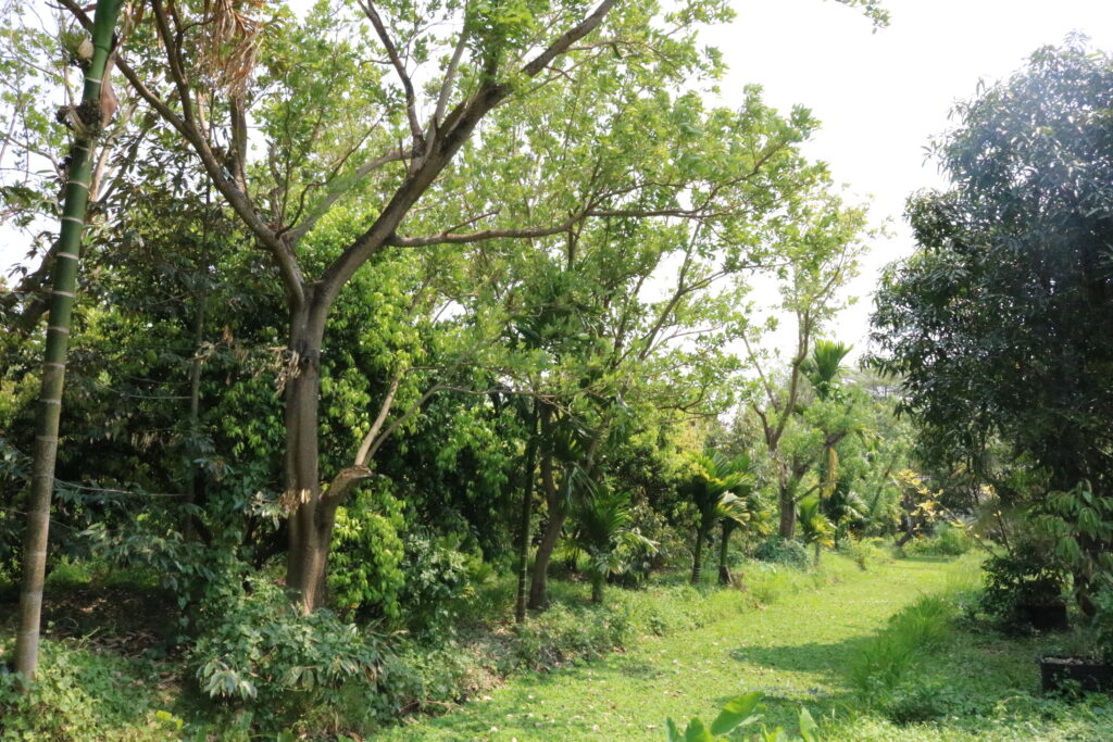 ทุเรียน 5 1