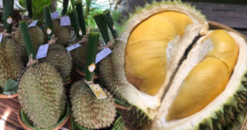 ทุเรียน 6