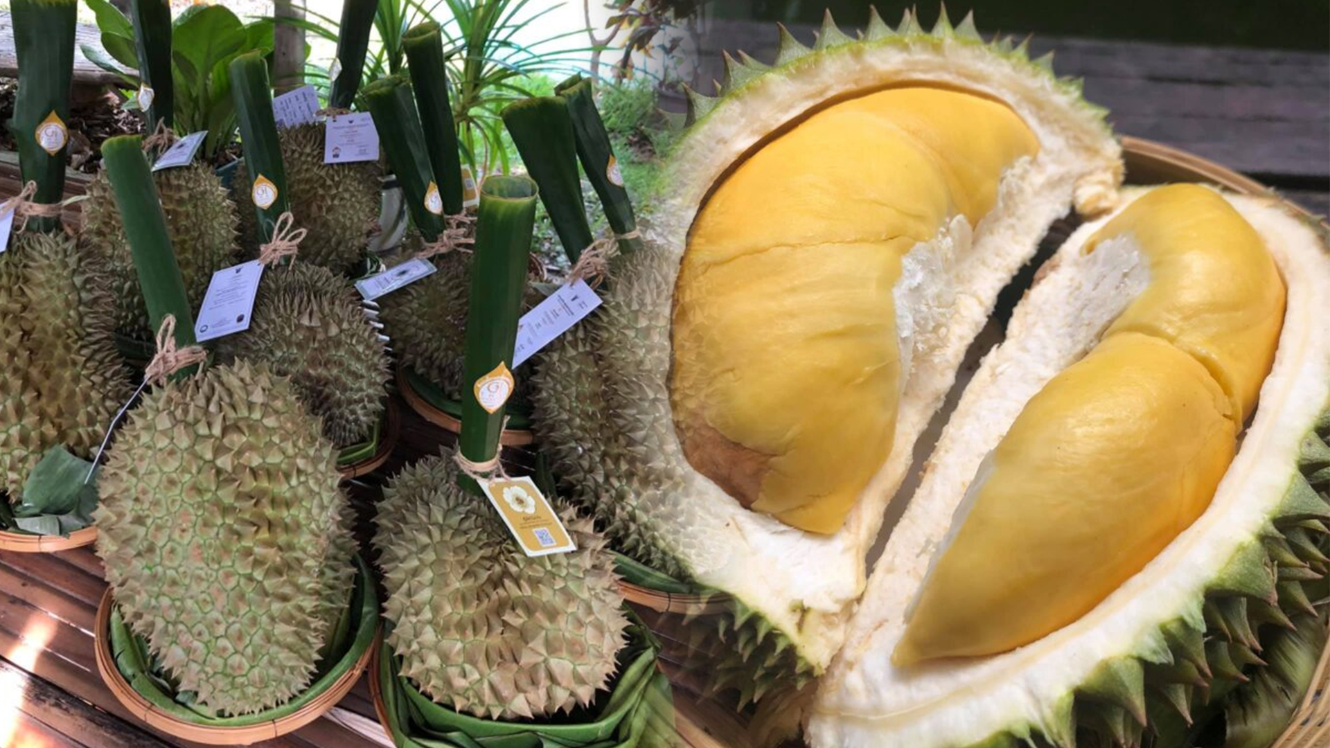 ทุเรียน 6