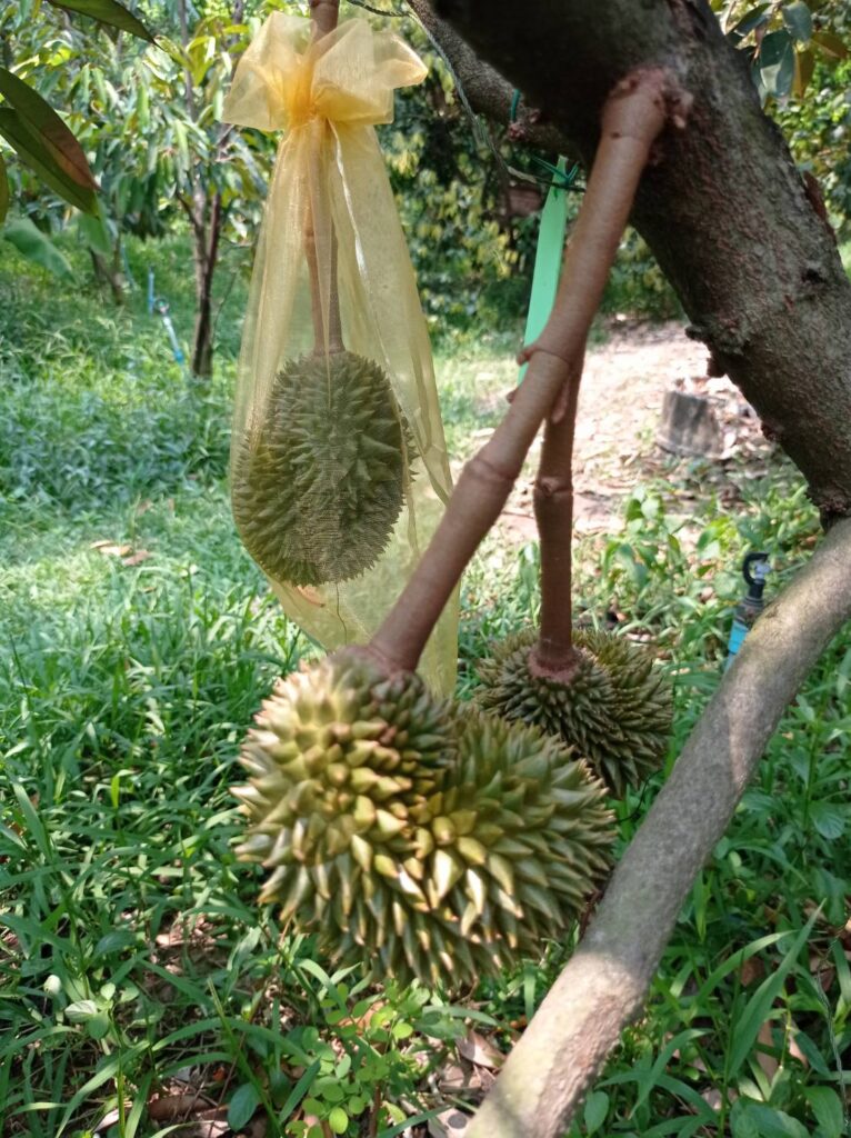 ทุเรียน 7