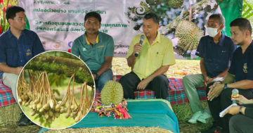 ทุเรียน3