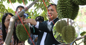 ทุเรียนกลางกรุง3