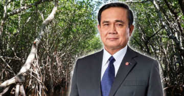ป่าชายเลน3