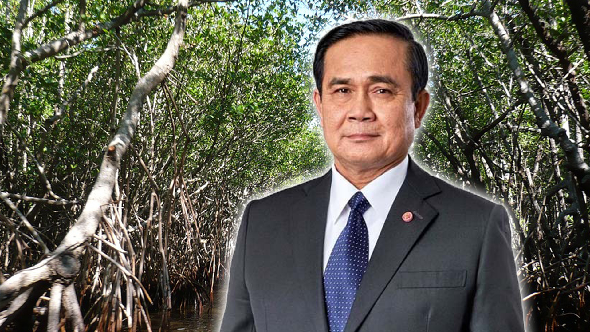 ป่าชายเลน3