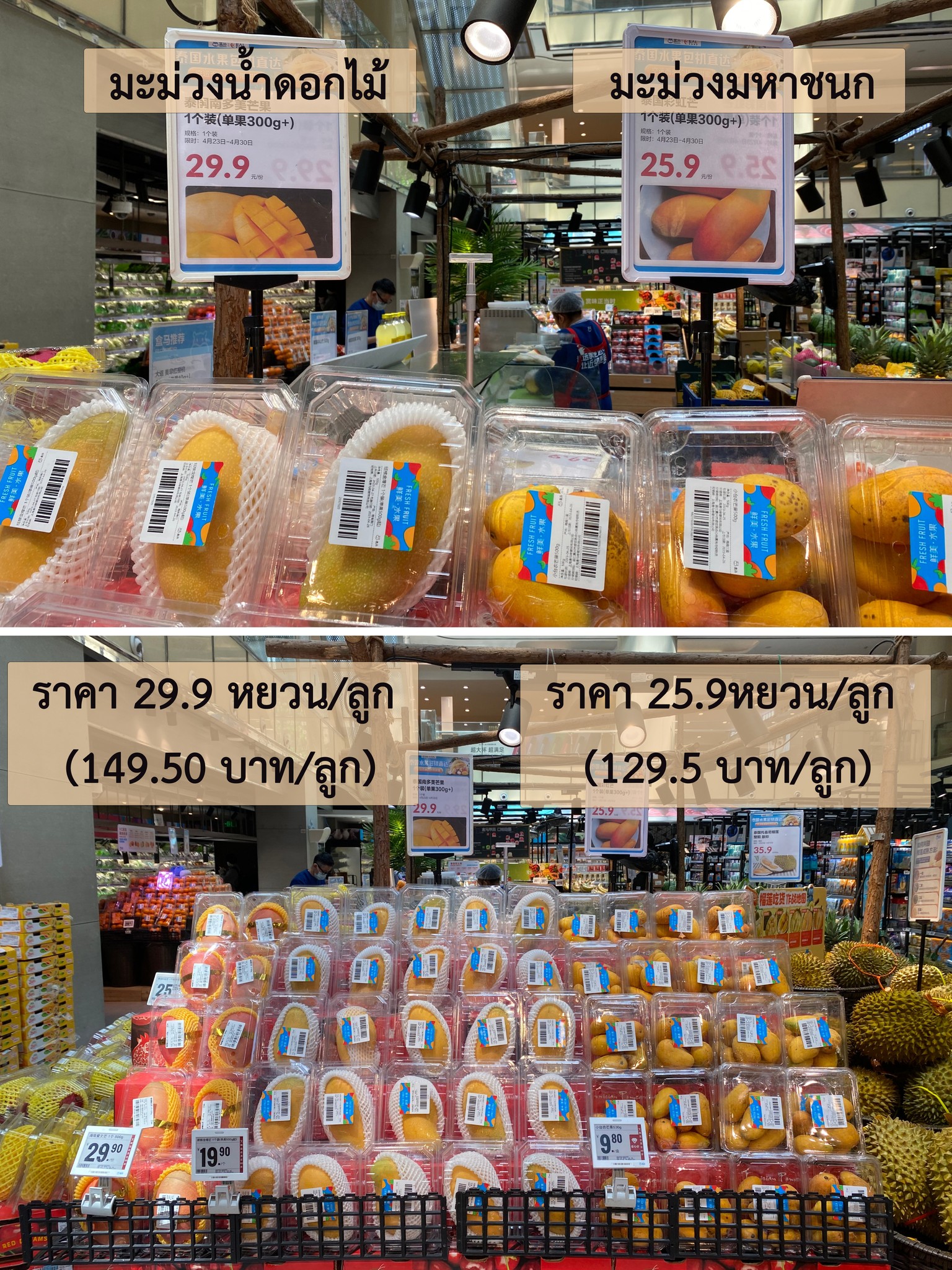 มะม่วง345176544 949735999499024 3374006336015094551 n
