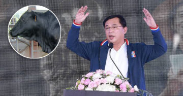 เพาะพันธุ์วัว3
