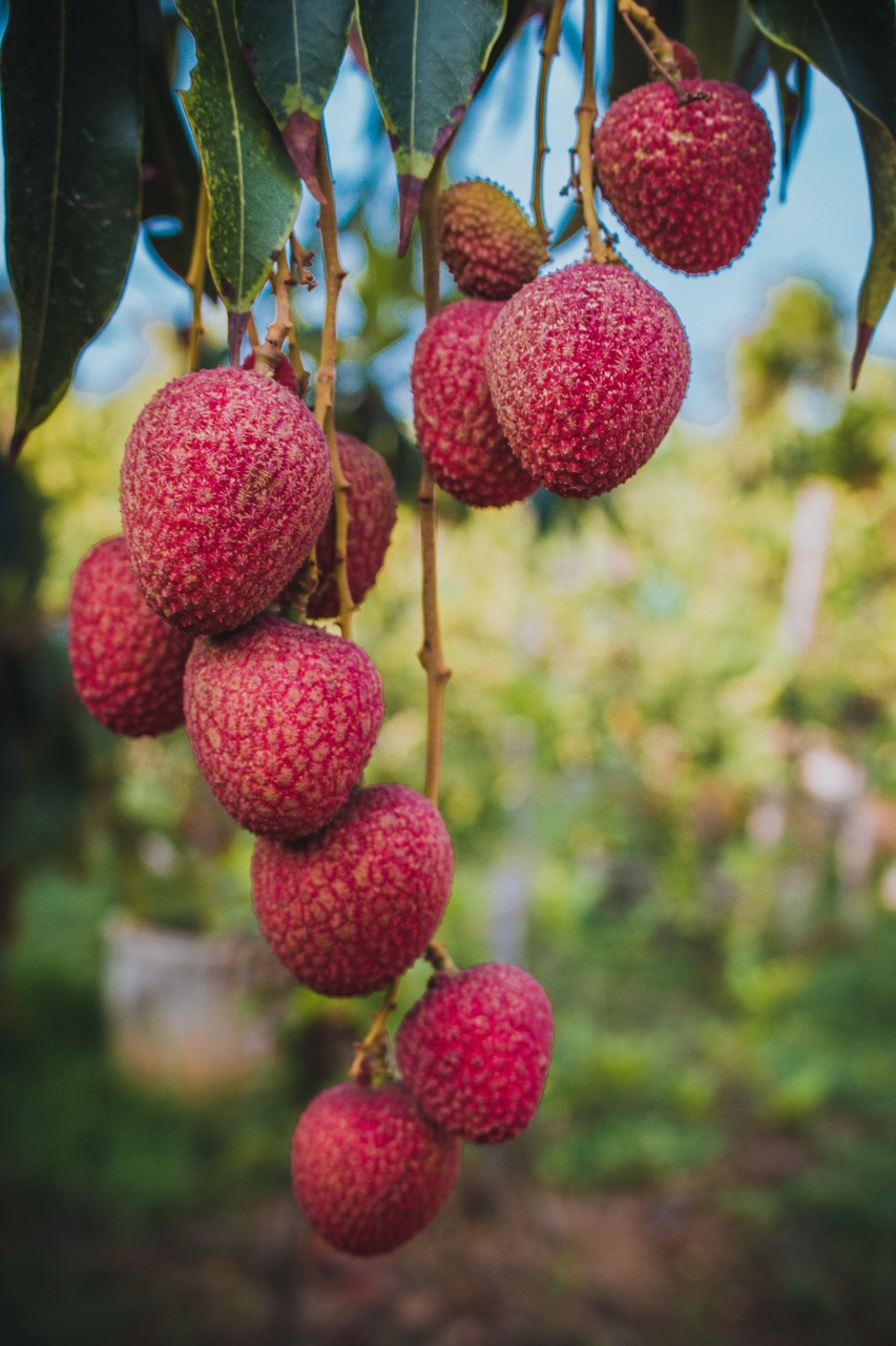 lychee 4390085 1280