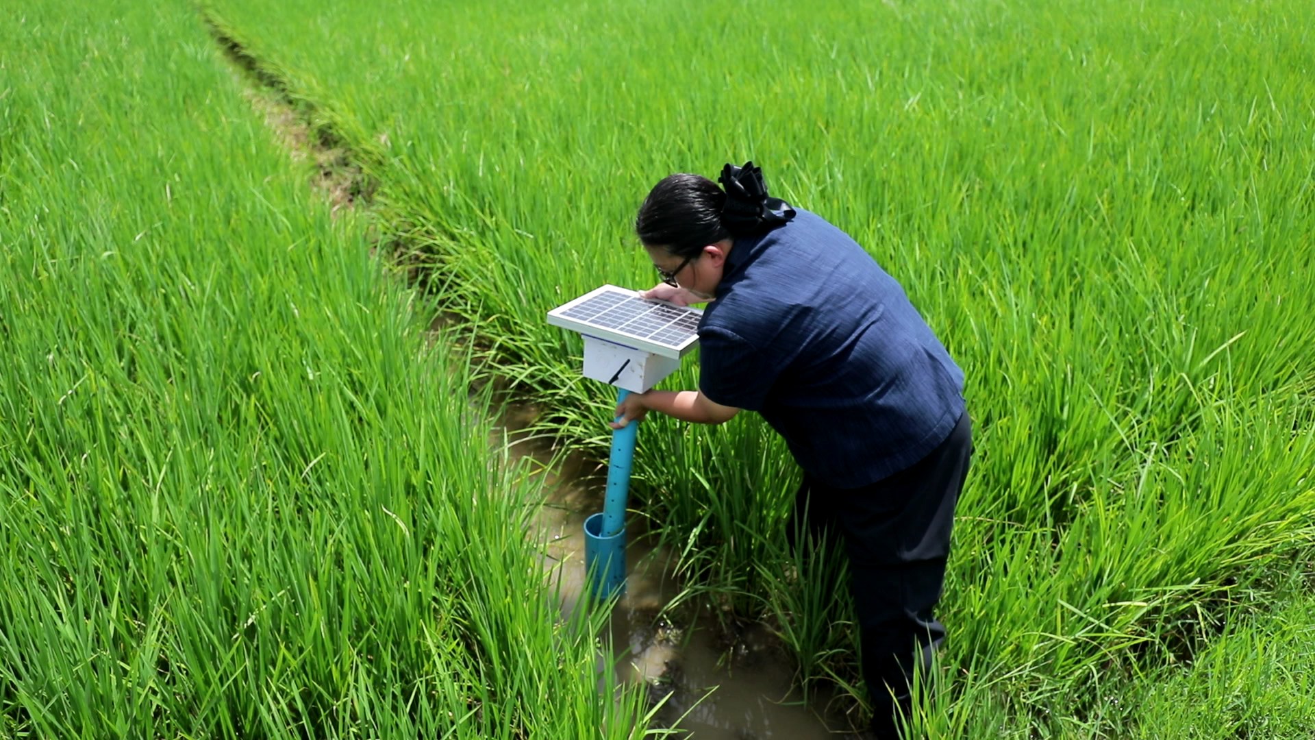 กรมข้าว ชวนชาวนาปลูกข้าวแบบเปียกสลับแห้ง ส่งเสริมขายคาร์บอนเครดิต สร้างรายได้ทางเลือก 2 กรมข้าว 1