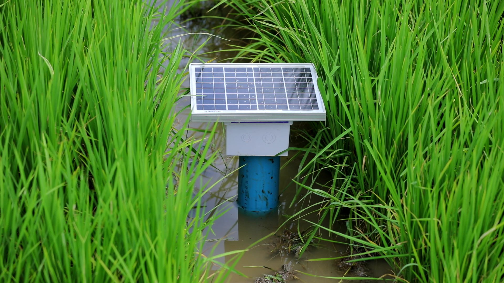 กรมข้าว ชวนชาวนาปลูกข้าวแบบเปียกสลับแห้ง ส่งเสริมขายคาร์บอนเครดิต สร้างรายได้ทางเลือก 3 กรมข้าว 2