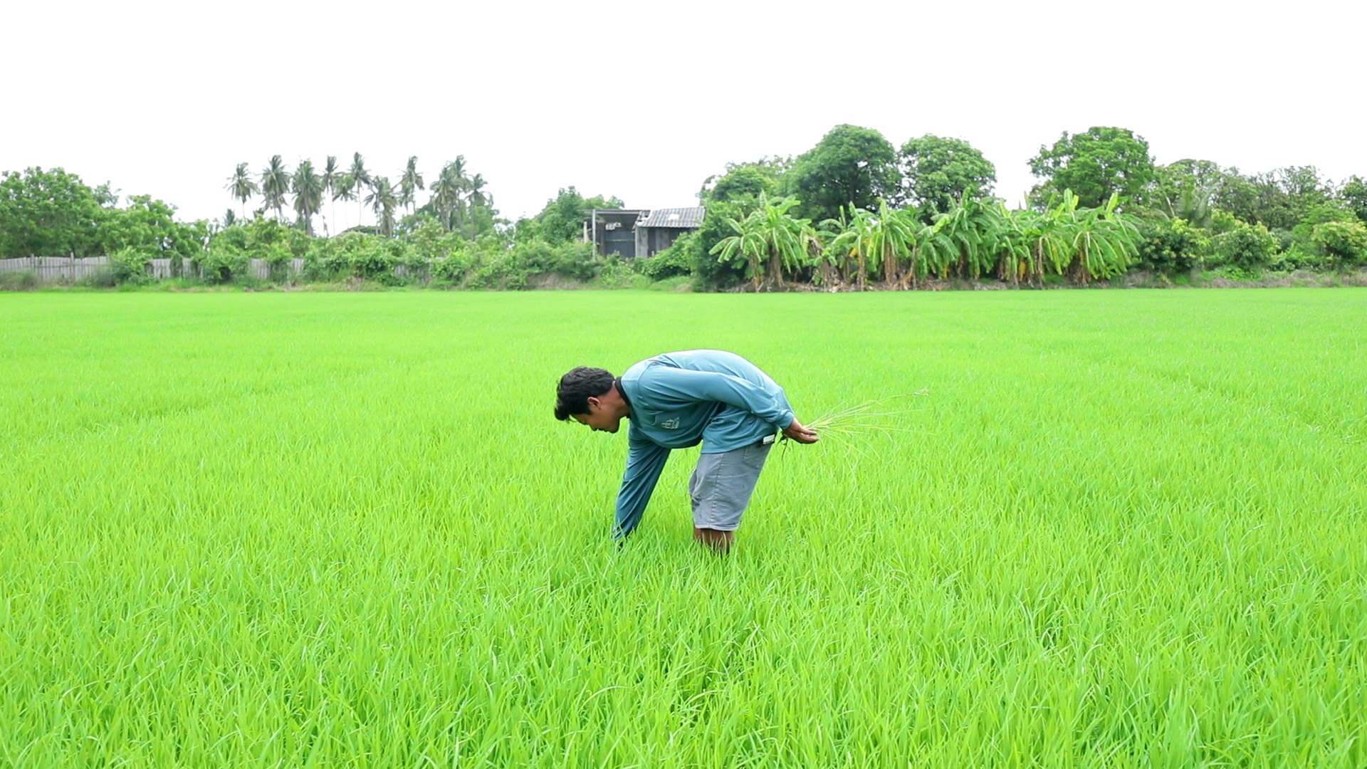 กรมข้าว ชวนชาวนาปลูกข้าวแบบเปียกสลับแห้ง ส่งเสริมขายคาร์บอนเครดิต สร้างรายได้ทางเลือก 5 กรมข้าว 3
