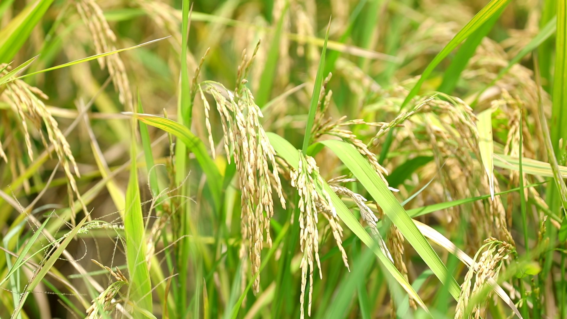 กรมข้าว ชวนชาวนาปลูกข้าวแบบเปียกสลับแห้ง ส่งเสริมขายคาร์บอนเครดิต สร้างรายได้ทางเลือก 6 กรมข้าว 7 1