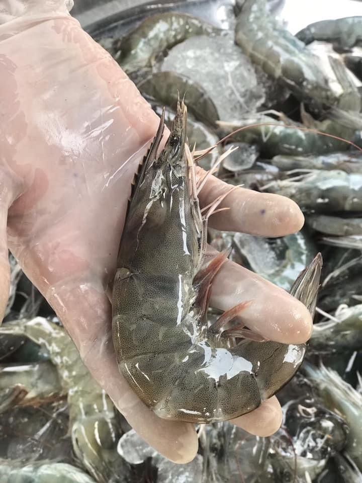 กุ้งแวนนาไม 5