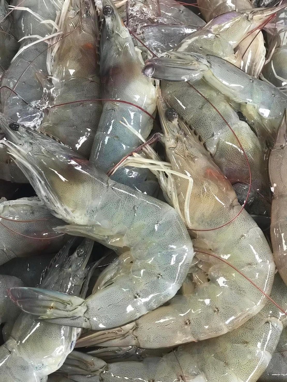 กุ้งแวนนาไม 6