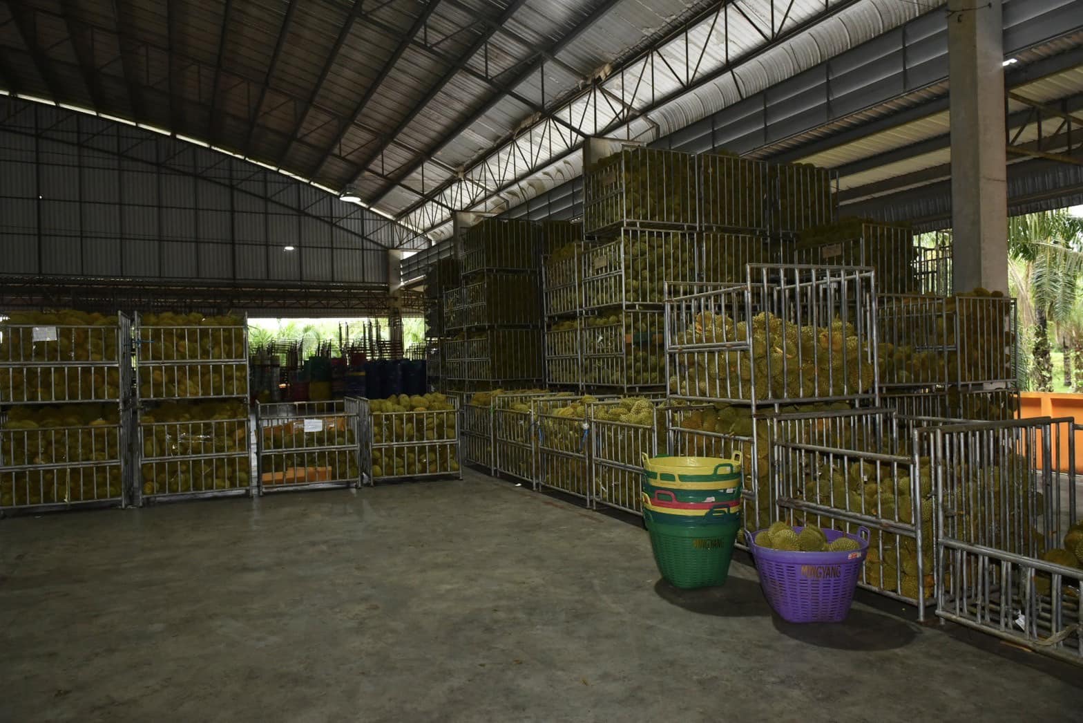 ทุเรียน 9