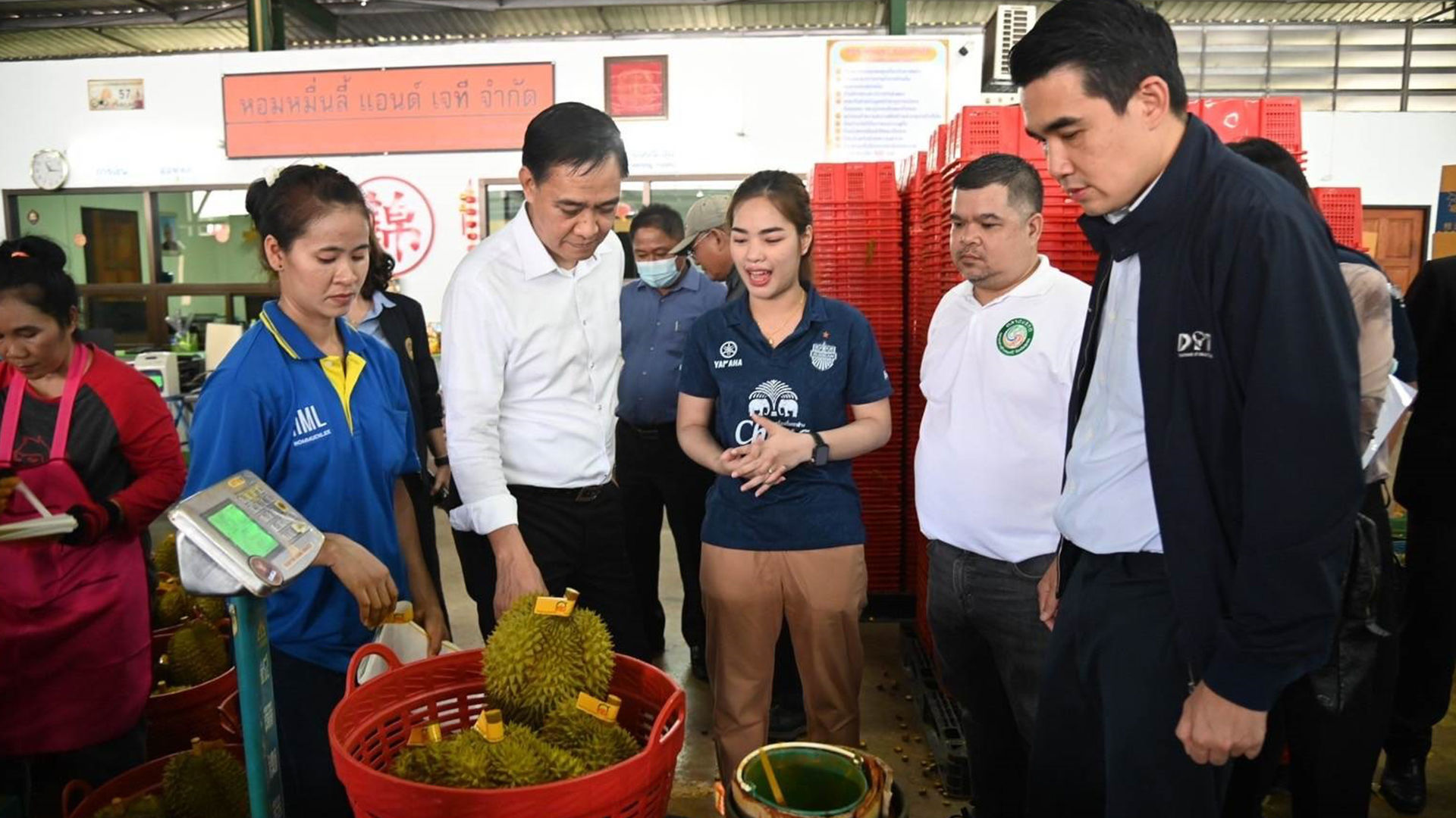 ทุเรียนใต้3 1