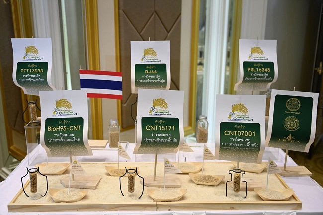 พาณิชย์ เผย 3 ปี ไทยพัฒนาพันธุ์ข้าวใหม่ได้แล้ว 21 สายพันธุ์ มั่นใจหนุนส่งออก 2 พันธุ์ข้าว