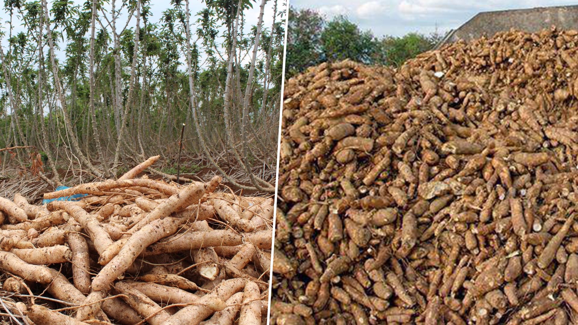 อคส.ยื่น ป.ป.ช.ฟัน อดีตรักษาการ ผอ.อคส. ออกเกณฑ์เอื้อเอกชนยักยอกมันสำปะหลัง ทำเสียหายพันล้าน 1 ยักยอกมัน3