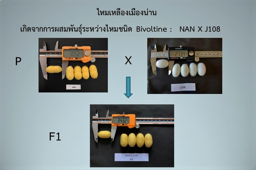 รังไหม 2