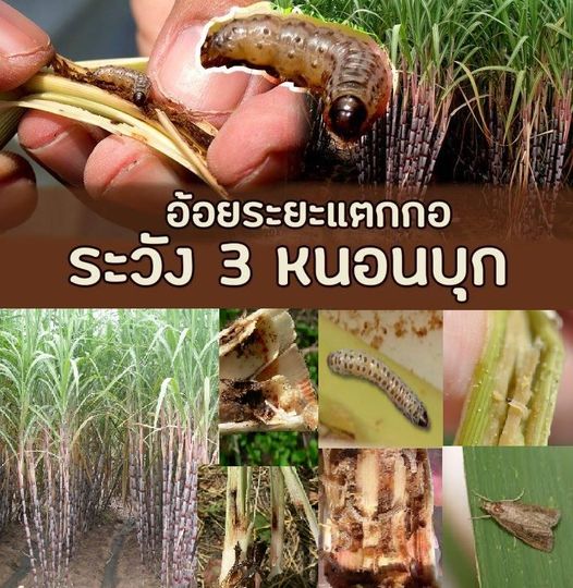 อ้อย 12