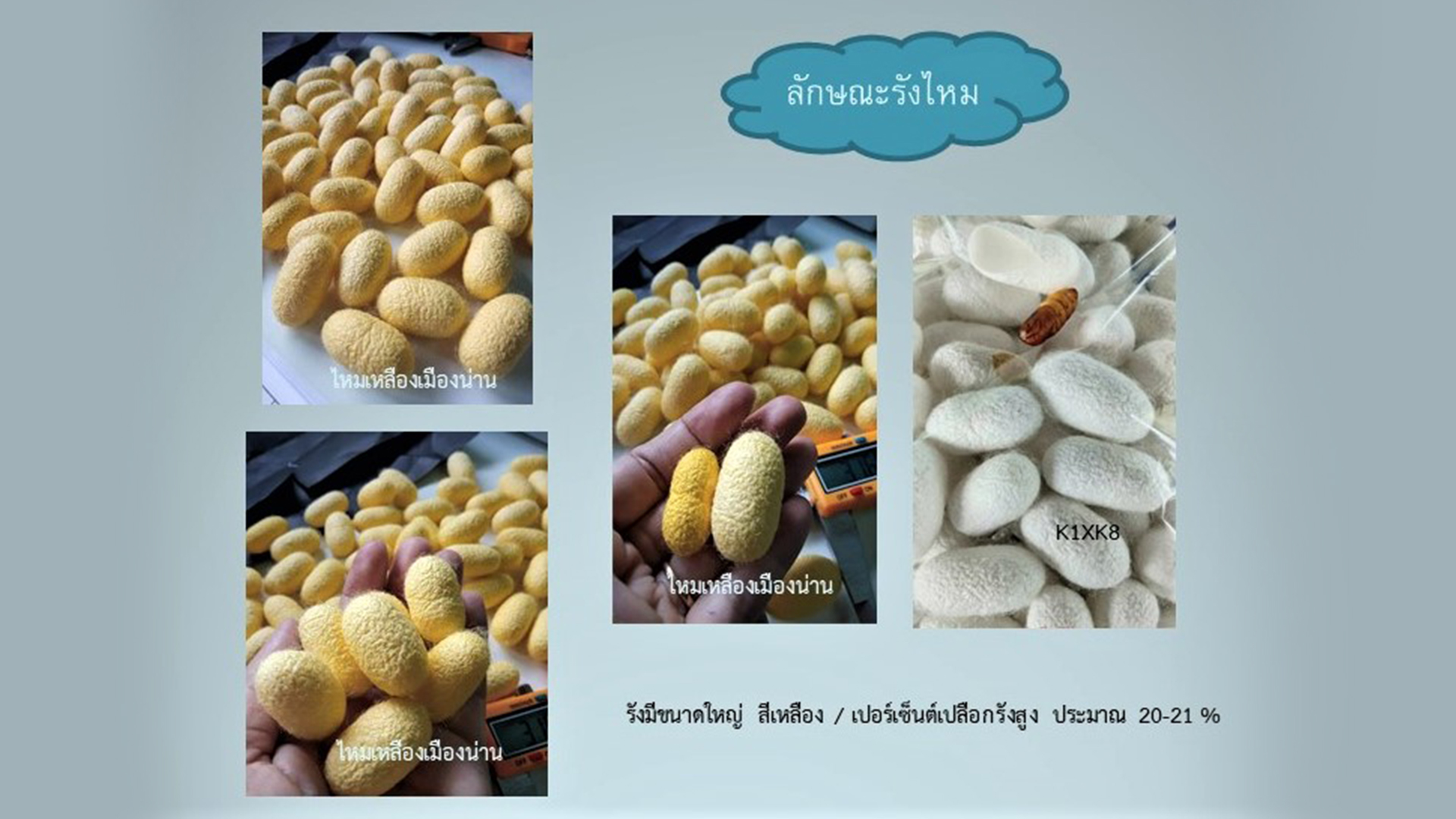 ไหมพันธุ์ใหม่3