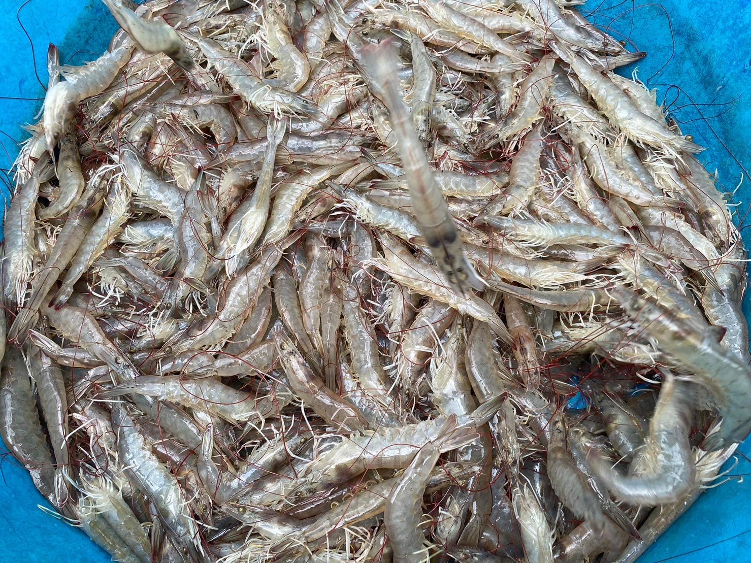 1 กุ้งขาวสิชล 1