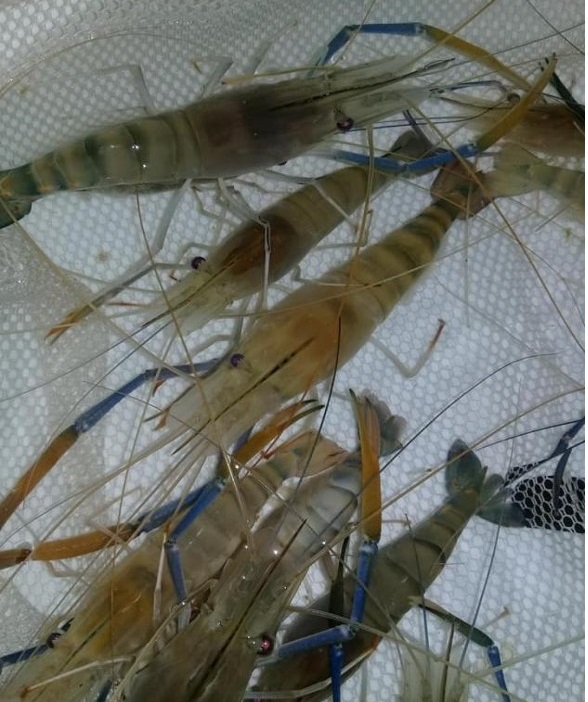 7 กุ้งก้ามกราม มาโคร 1