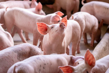 Pig Farm 2