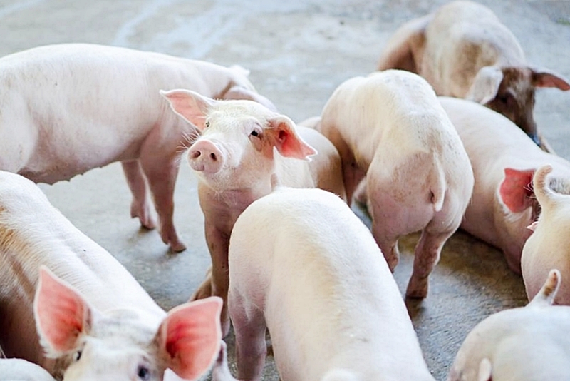Pigs 1