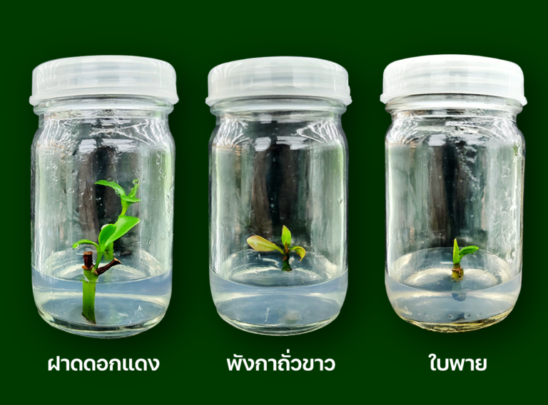 Tissue Culture 01 768x568 1