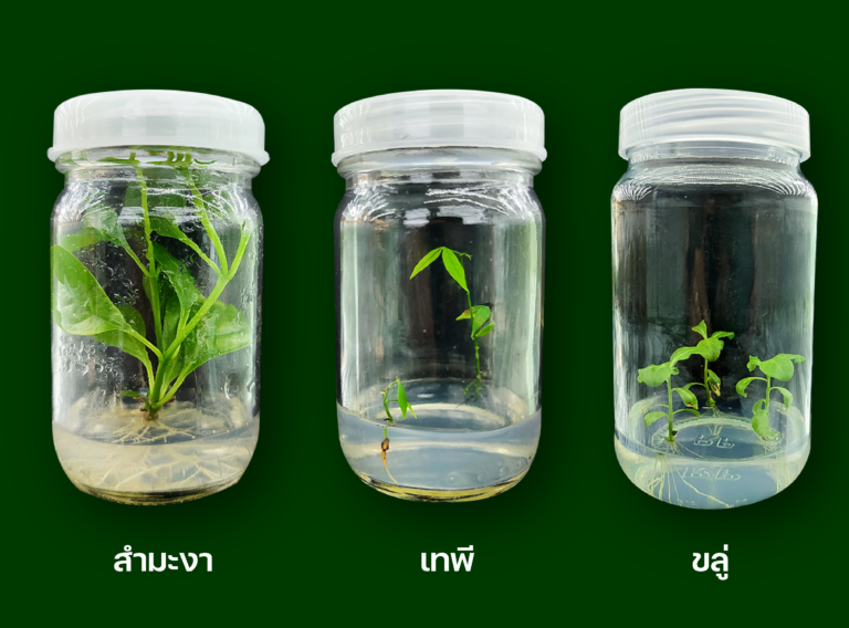 Tissue Culture 02 768x568 1