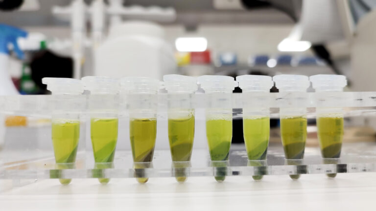 กระบวนการสกัด DNA 768x432 1
