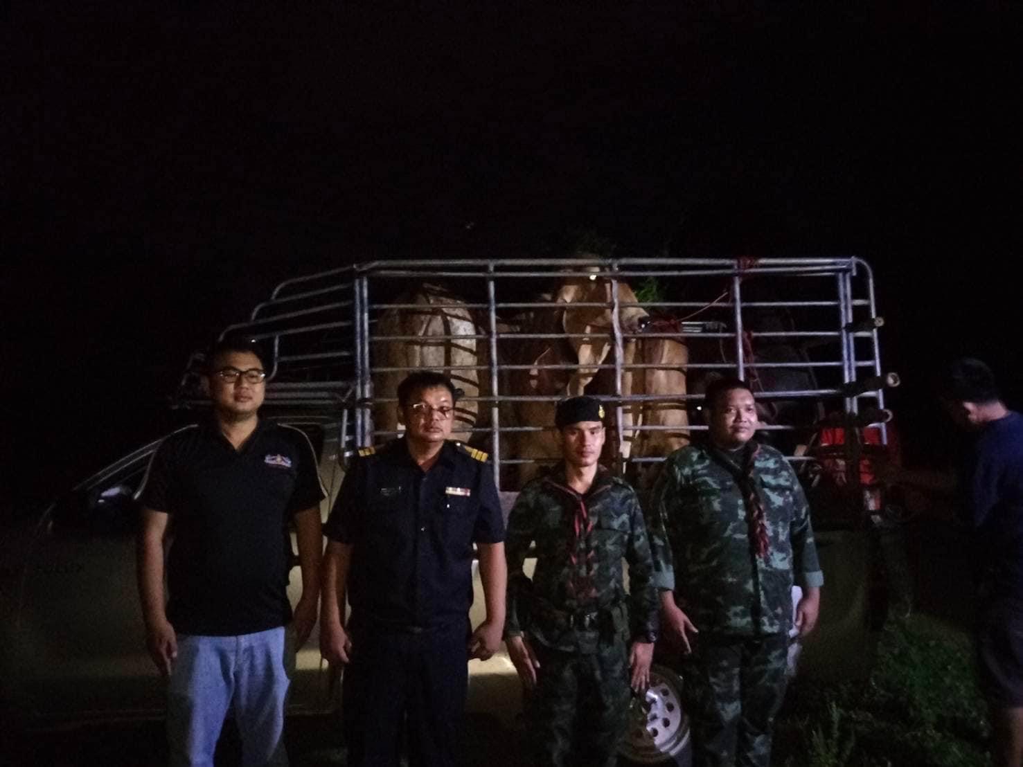 ปศุสัตว์ 4