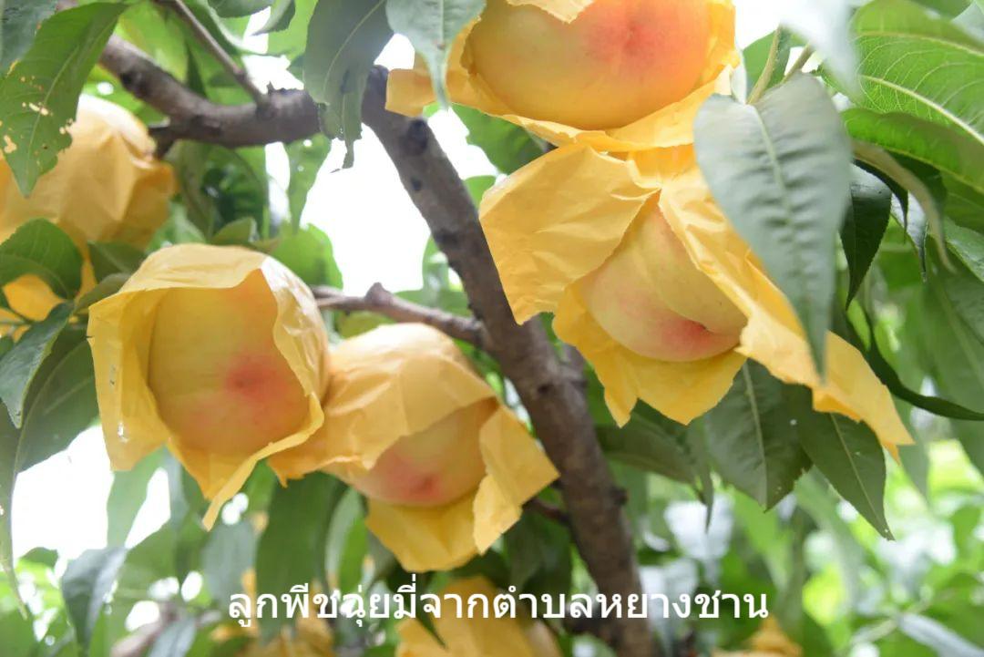 ลูกพีช 1
