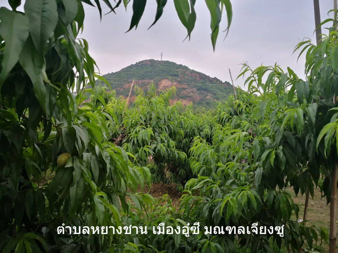 ลูกพีช 10