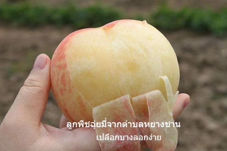 ลูกพีช 4