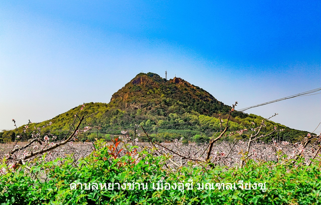 ลูกพีช 7