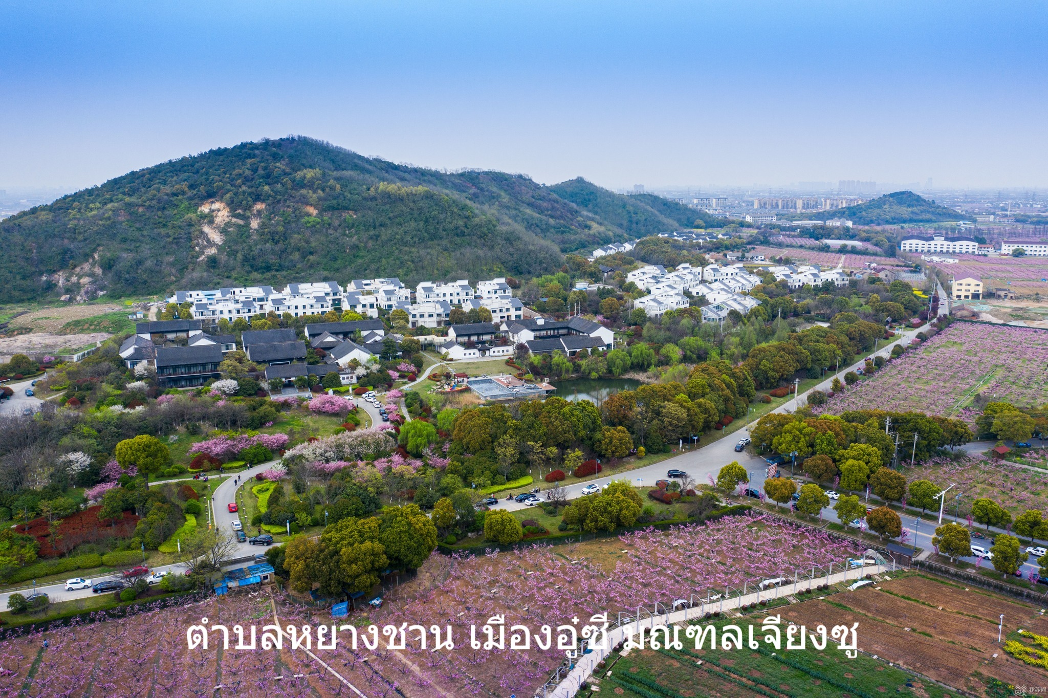 ลูกพีช 8