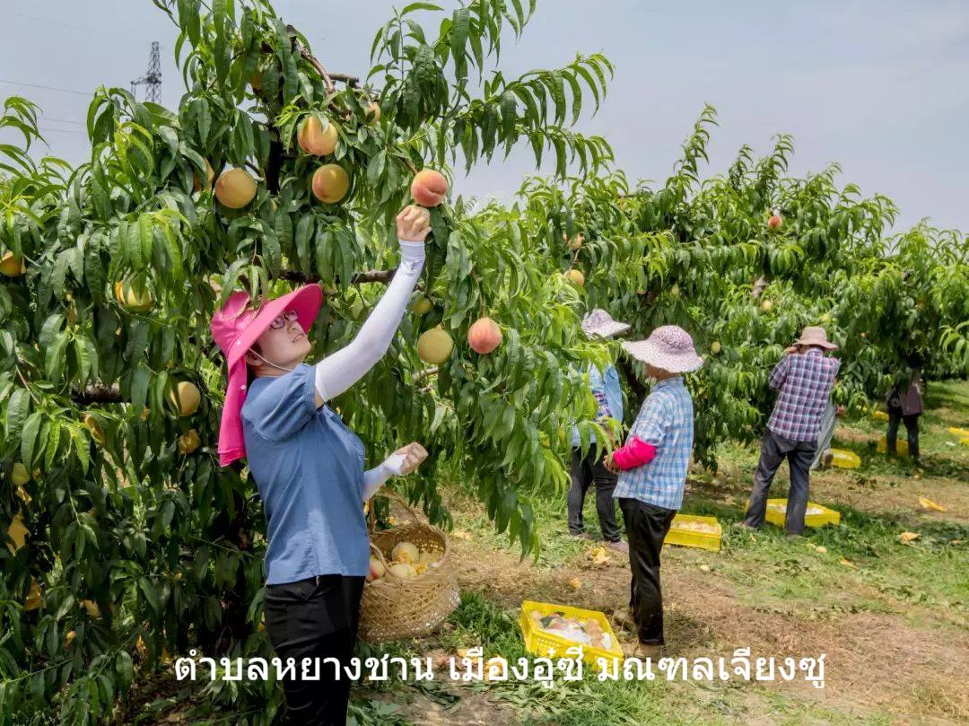 ลูกพีช 9